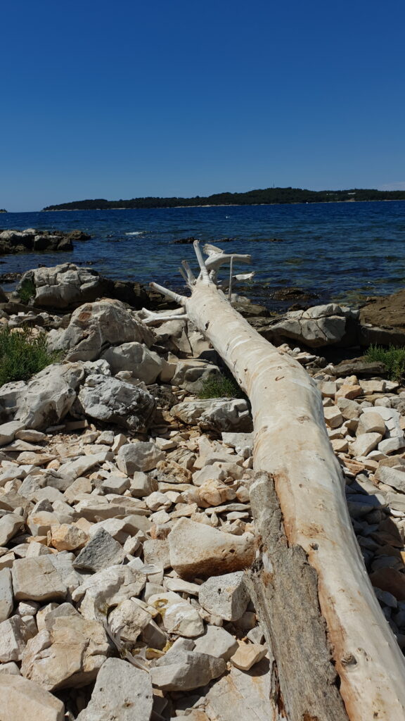 Click here for gallery