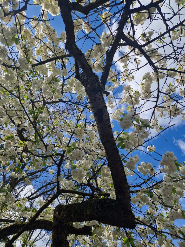 Click here for gallery Click here for gallery