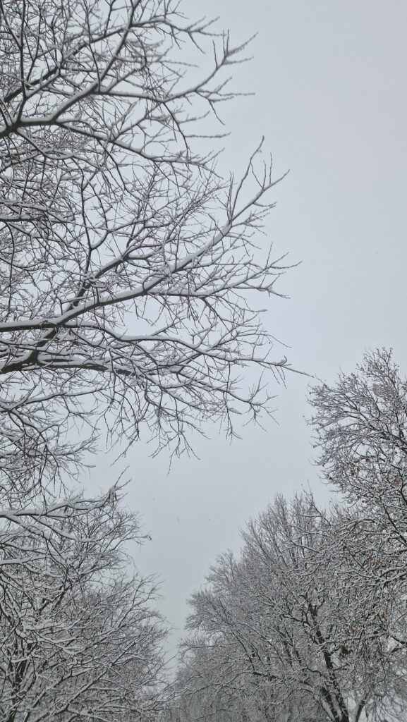 Winter with snowy branches