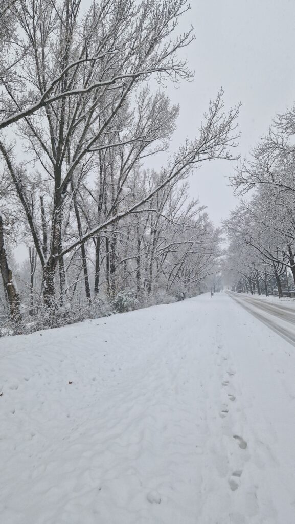 Winter with snowy branches