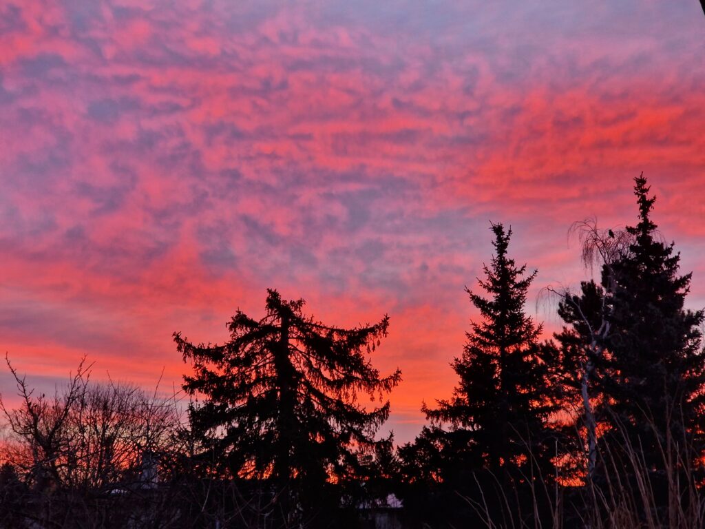 Tree branches against fiery sunset